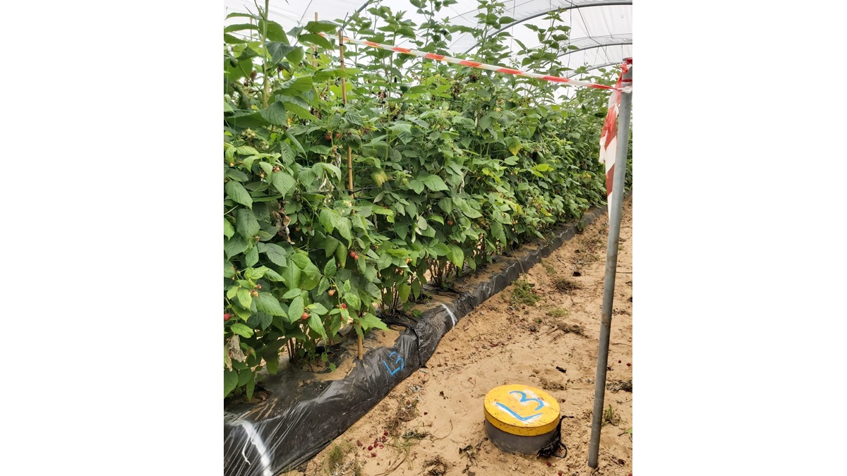 Frambuesa-lisimetro-tubo drenaje.jpeg